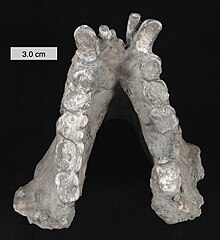 Fossil jaw of the extinct primate Gigantopithecus blacki Gigantopithecus blacki mandible 010112.jpg