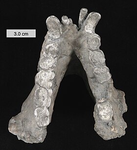 Mandíbula de um Gigantopithecus blacki