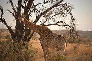 Giraffe at Welgevonden Game Reserve, South Africa