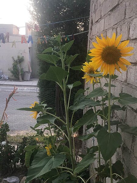 File:Girasoles mexicana 2019 (22).jpg