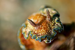 Glossodoris cincta AdF.jpg