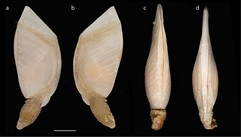 File:Glyptelasma gracile (10.3897-zse.96.55733) Figure 7.jpg