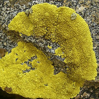 <i>Pleopsidium</i> Genus of fungi