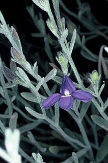 <i>Goodenia incana</i> Species of plant