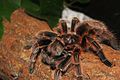 Grammostola spec.