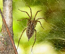 Agelenopsis pennsylvanica and its web Grass Spider DGER.jpg