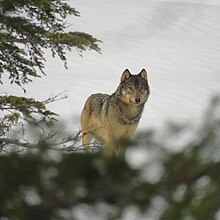 A Vancouver Island wolf in the Comox Valley. Gray Wolf imported from iNaturalist photo 69204556 on 10 September 2022.jpg