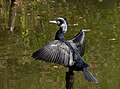 * Nomination Great cormorant at Tennōji Park in Osaka. --Laitche 02:53, 1 January 2024 (UTC) * Promotion  Support Good quality. --Johann Jaritz 03:14, 1 January 2024 (UTC)  Support Good quality. --Eka343 03:56, 1 January 2024 (UTC)