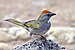 Green-tailed Towhee.jpg 