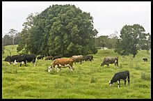 Lush lowland pasture Green Pastures-02and (3150460590).jpg