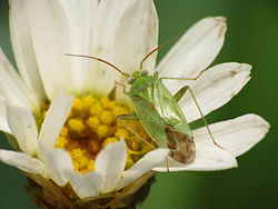 Green Plant Bug (15365110324).jpg