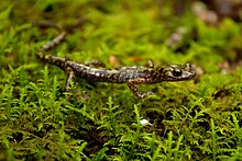 Grüner Salamanader von Breaks Interstate park.jpg