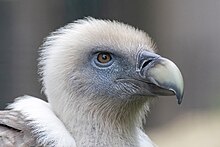 Griffon vulture (Gyps fulvus).jpg