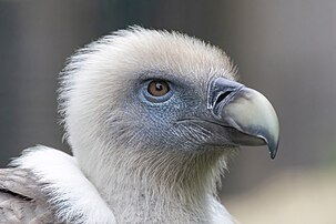 Tête d'un vautour fauve du parc zoologique de Paris. (définition réelle 5 472 × 3 648)