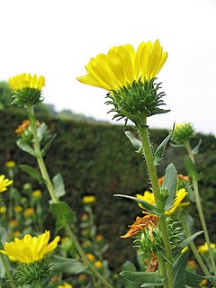 <i>Grindelia camporum</i> Species of flowering plant