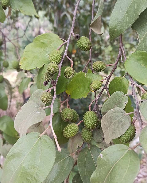 File:Guazuma ulmifolia (Malvaceae) - Fruit.jpg