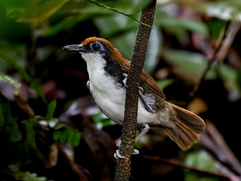 File:Gymnopithys leucaspis - White-cheeked Antbird (male); Manacapuru, Amazonas, Brazil.jpg