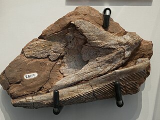 <i>Gyracanthus</i> Extinct genus of cartilaginous fishes