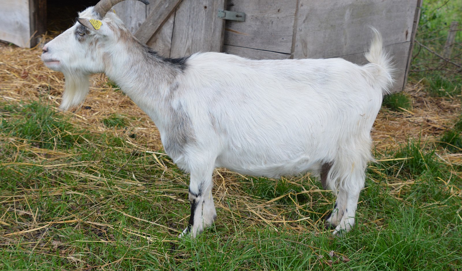 Узбекская порода коз
