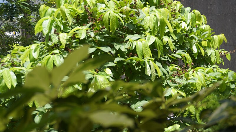 File:HK Central 干諾道中 Connaught Road Central green leave tree June 2021 S64 16.jpg