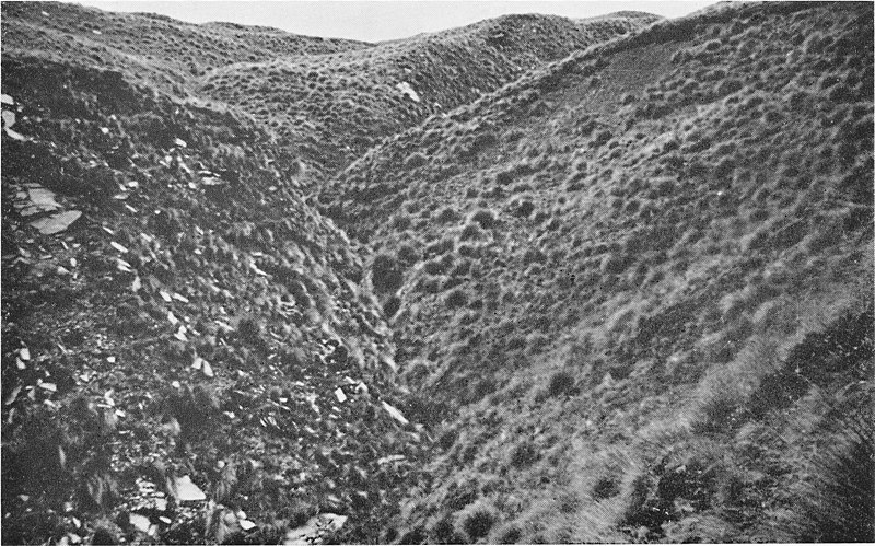 File:Habitat of Metacrias huttoni on Coronet Peak.jpg