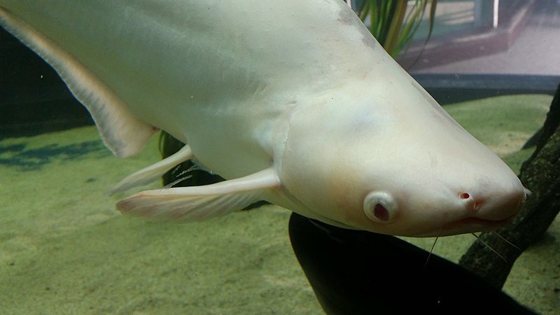 File:Hal - Pangasianodon hypophthalmus - 2.jpg