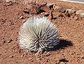 Халикала silversword.jpg