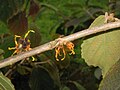 Hamamelis 'Jelena' fall blooming