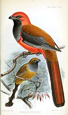 Peinture de deux oiseaux à longue queue : l'un à dos brun avec une gorge grise et une tête et des parties inférieures rouge-orange, l'autre brun avec une gorge grise et de grandes taches blanches sur le dessous de la queue
