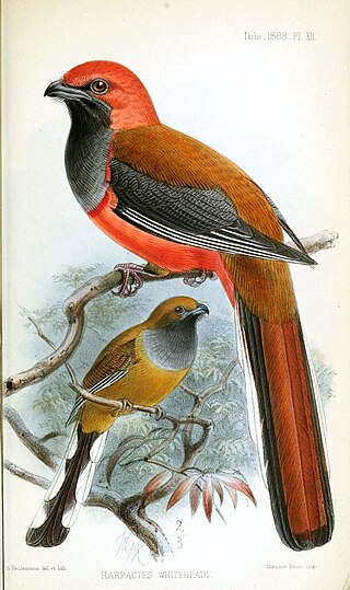 <span class="mw-page-title-main">Whitehead's trogon</span> Species of bird