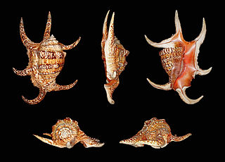 <i>Harpago</i> Genus of gastropods