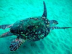 Hawksbill Turtle 1.jpg