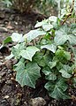 Hedera helix 'Lilliput'