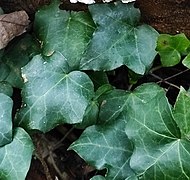 File:Hedera helix 173174355.jpg