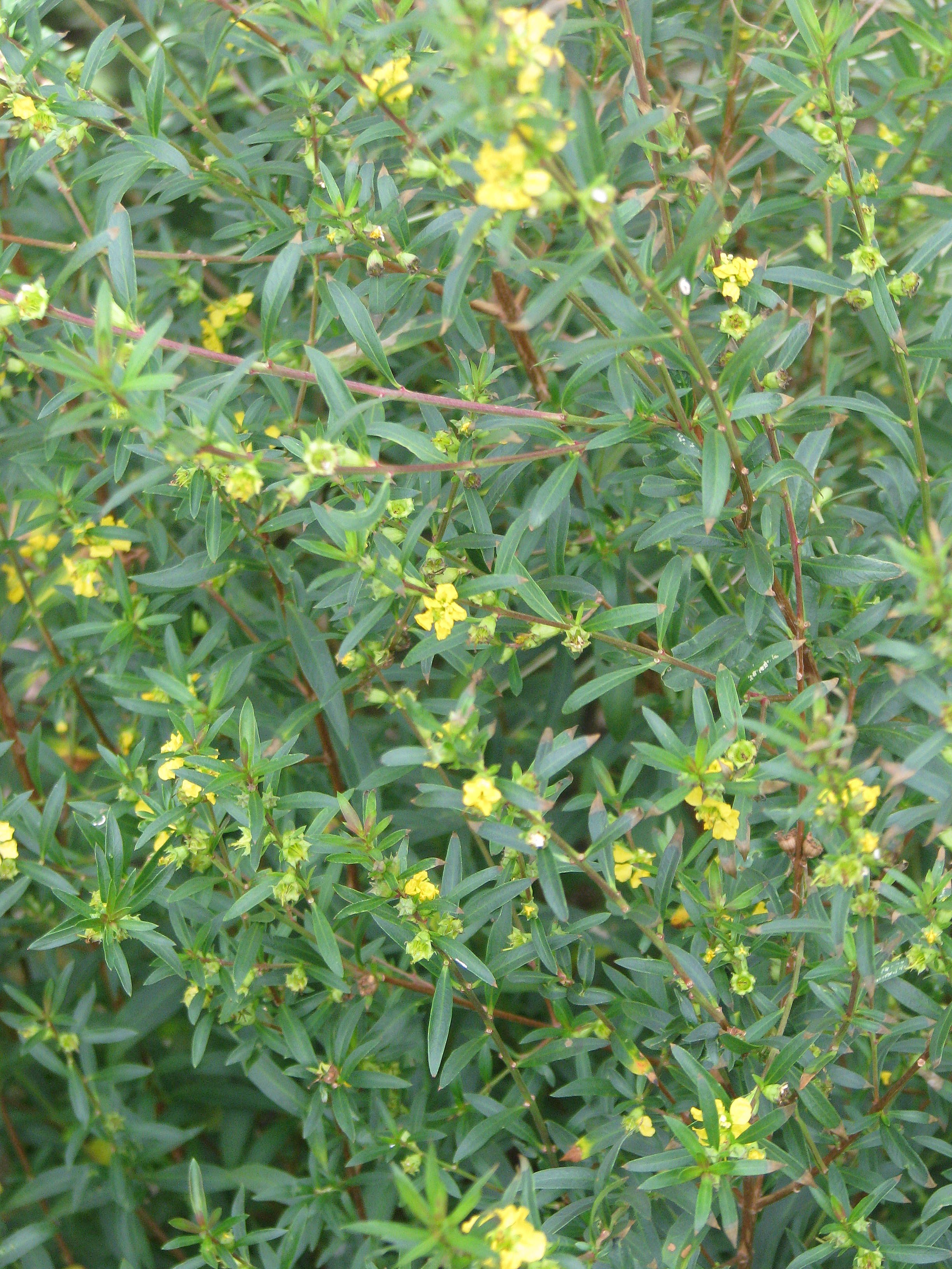 Heimia salicifolia (10650328365).jpg