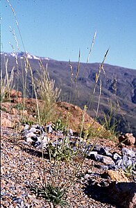 Helictochloa levis (Hackel) Romero Zarco - Sierra Nevada (Grenade, España) .jpg