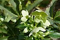 * Nomination Helleborus argutifolius in the botanical garden of Sóller on Mallorca --Kritzolina 08:23, 14 February 2024 (UTC) * Promotion  Support Good quality. --Nikride 08:50, 14 February 2024 (UTC)