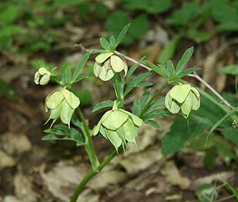 Helleborus bocconei