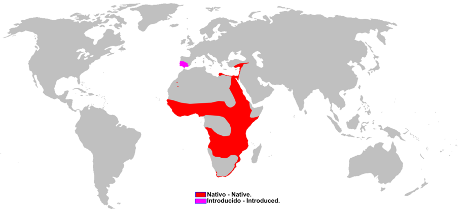 Herpestes_ichneumon_range_Map