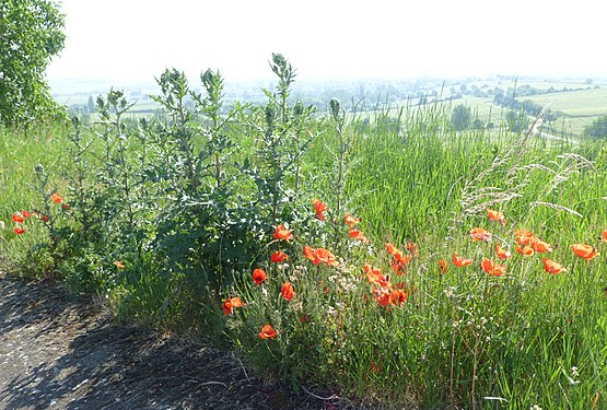 Thistles - to be identified - and red poppies