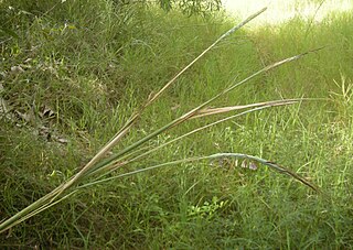 <i>Heteropogon triticeus</i> Species of grass