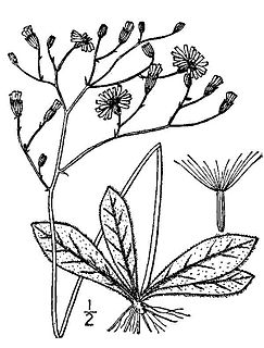 <i>Hieracium venosum</i> species of plant