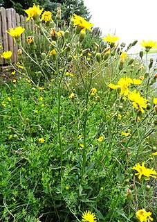 <i>Hieracium laevigatum</i> species of plant