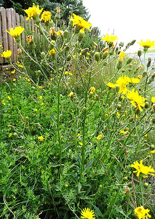 <i>Hieracium laevigatum</i> Species of flowering plant