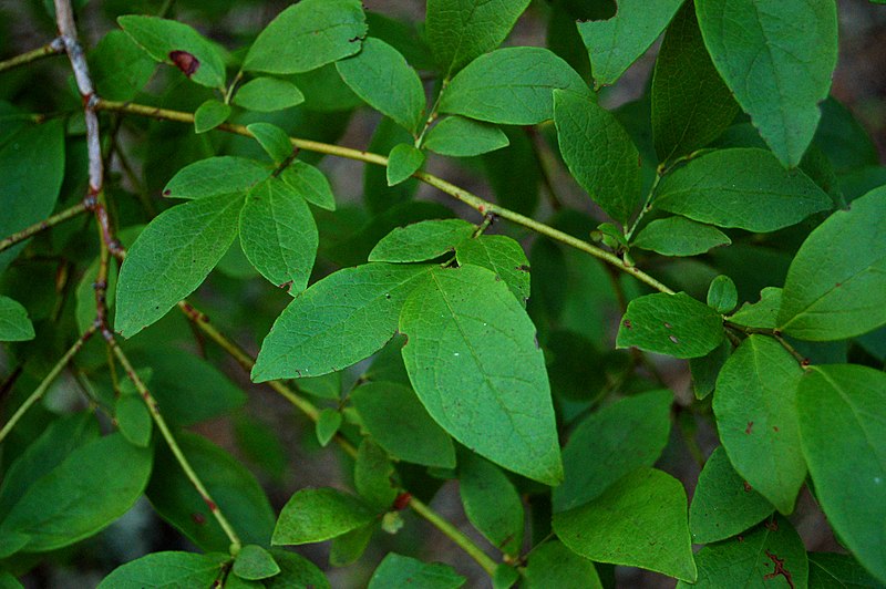 File:Highbush Blueberry Vaccinium corymbosum Leaves 3008px.jpg