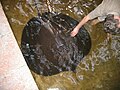 Thumbnail for Giant freshwater stingray