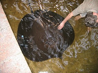 Giant freshwater stingray species of Elasmobranchii