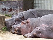 Hippopotamus amphibius pair.jpg