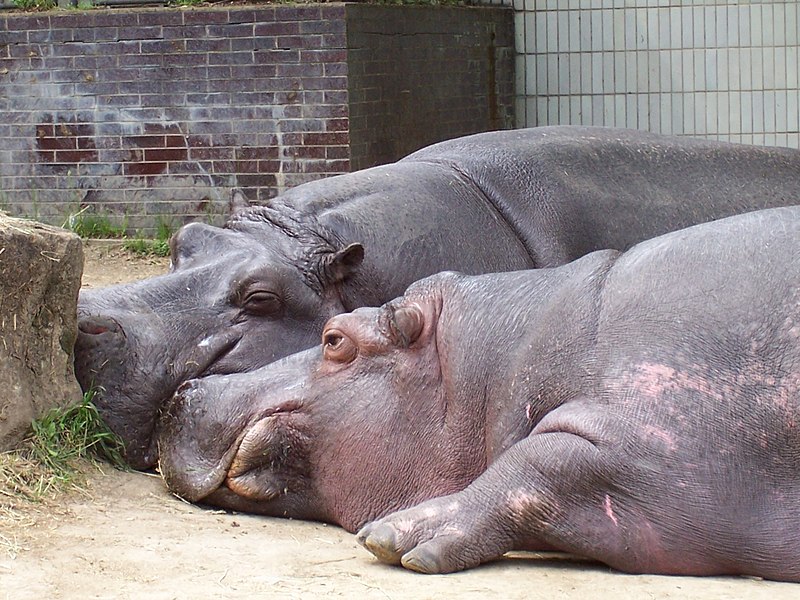 File:Hippopotamus amphibius pair.jpg