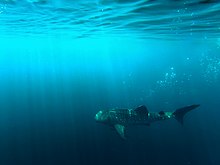 Whale shark in Teluk Cenderawasih National Park Hiu Paus yang kesepian.jpg